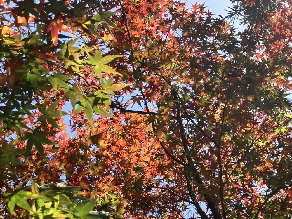 生命保険の勉強会